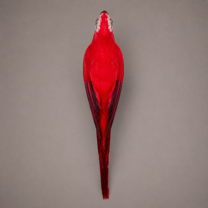 Feathered parrot decor side